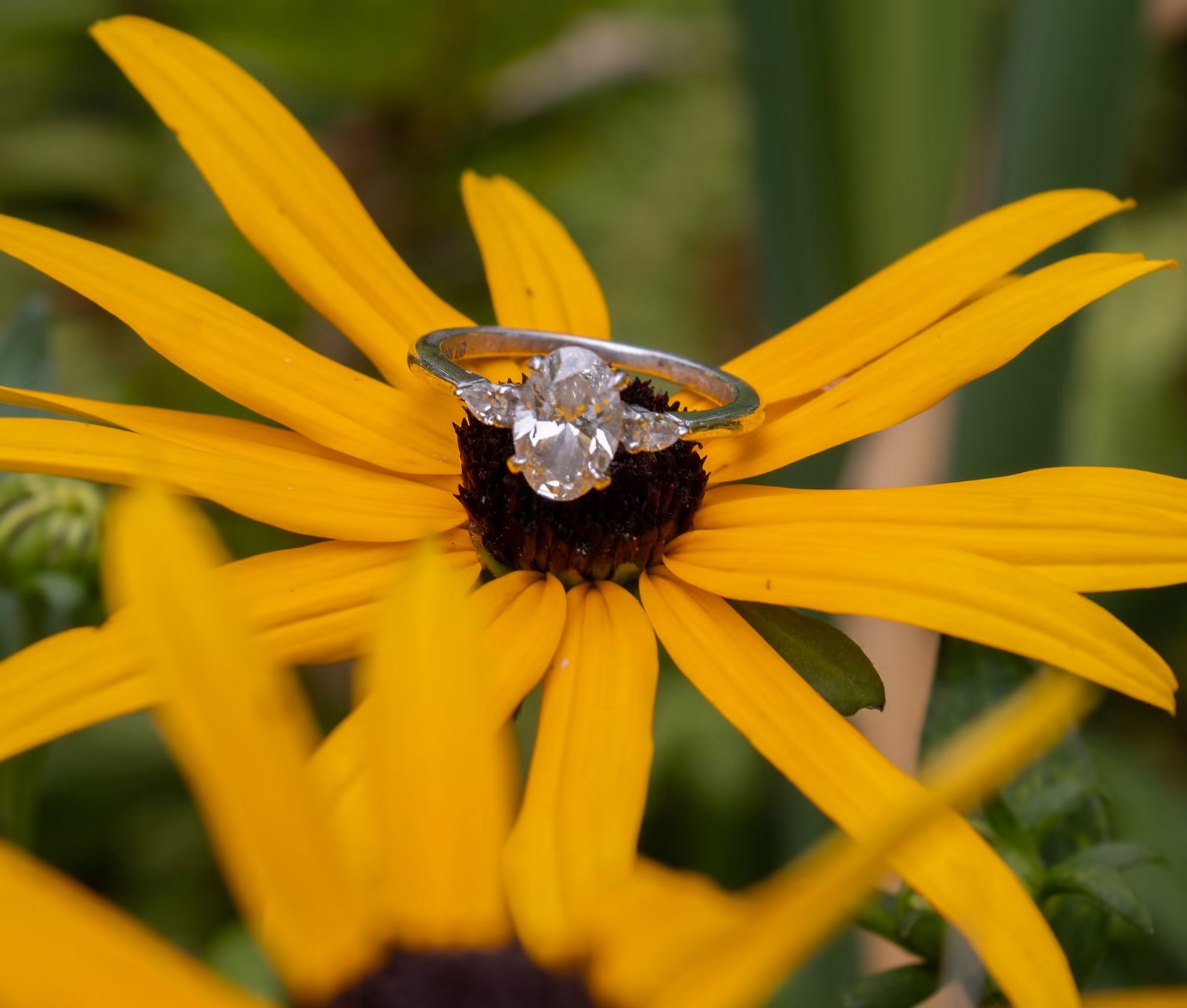 A butterfly with a diamond-like wing pattern on a yellow flower with a dark center, surrounded by green foliage.