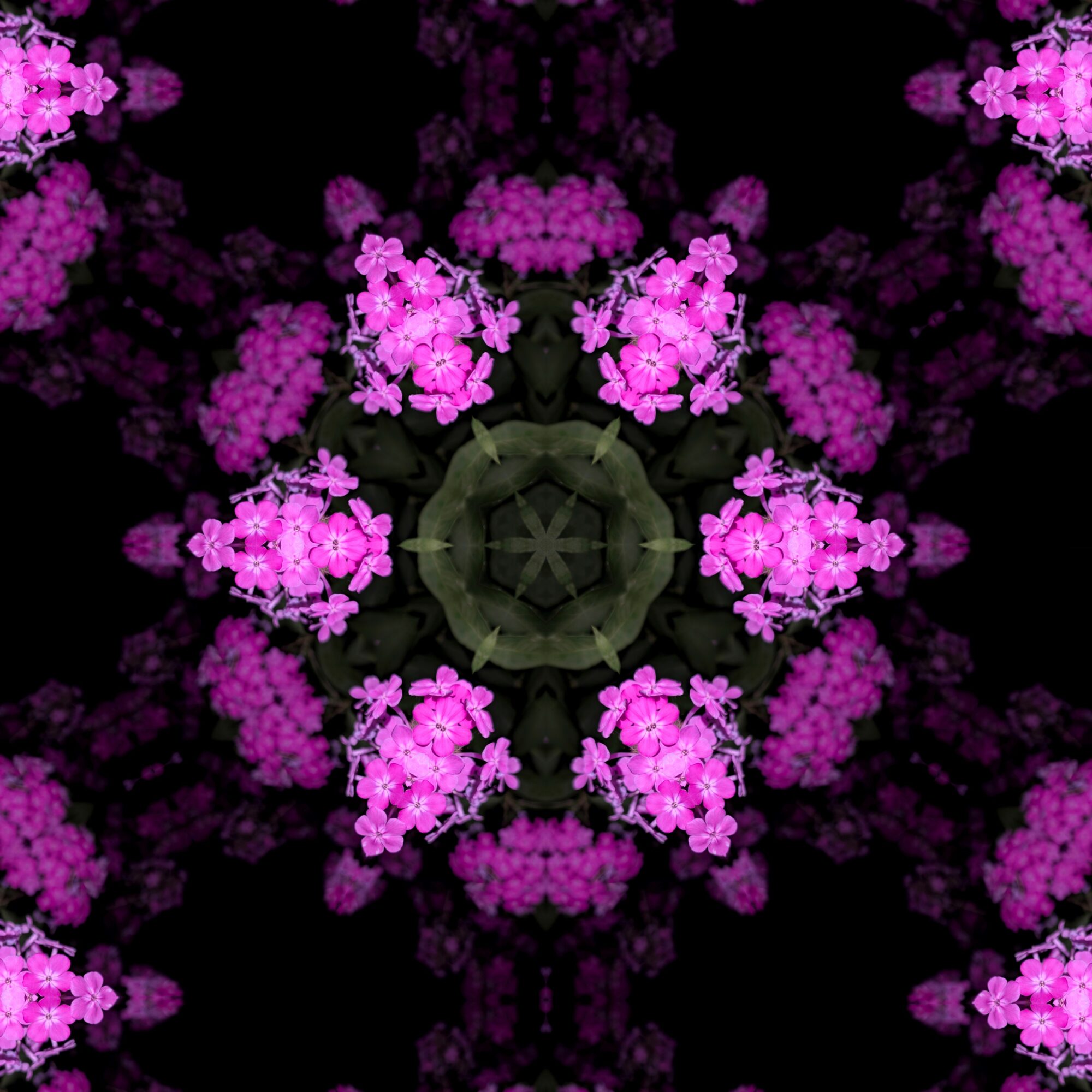 Symmetrical pattern of pink flowers against a black background, forming a circular design.