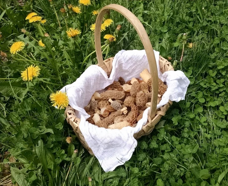 Basket filled with bread pieces on green grass with yellow flowers and foliage around.