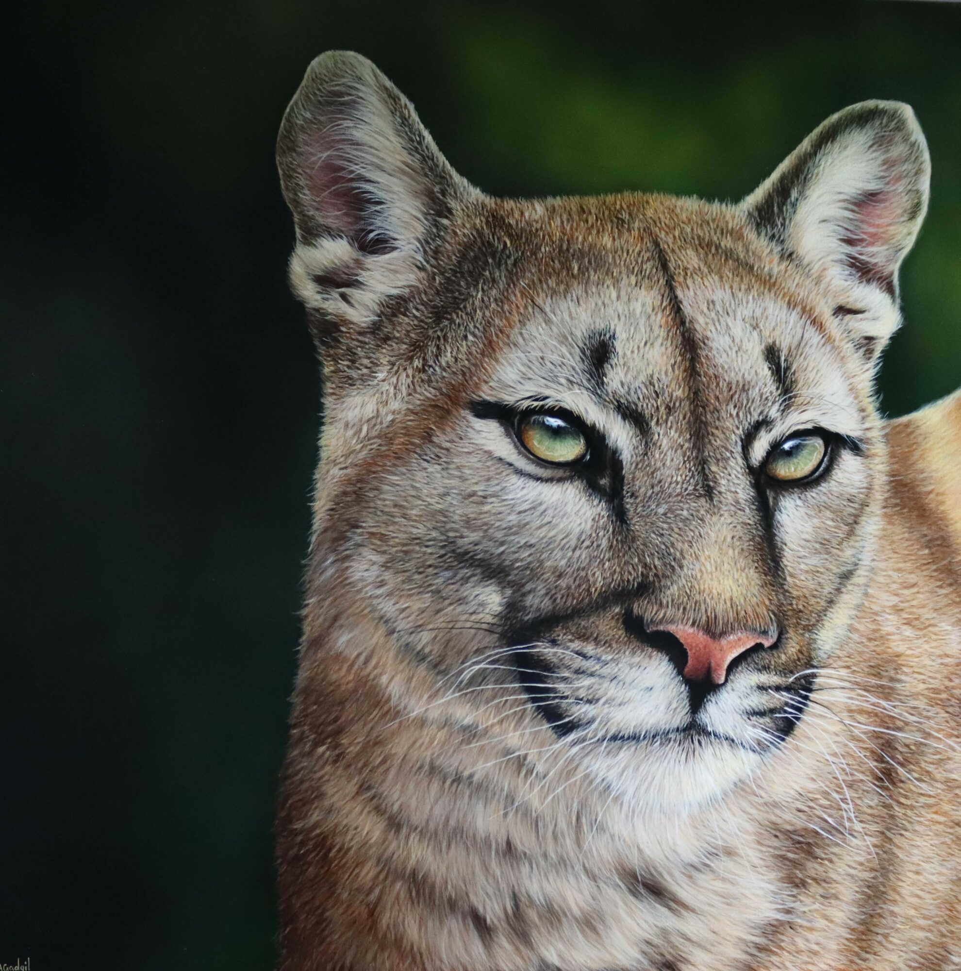 Close-up of a mountain lion with yellow-green eyes and tan fur, against a dark background.