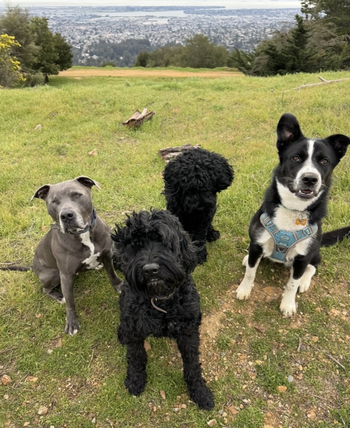 Four dogs standing on grass with a cityscape and trees in the background.