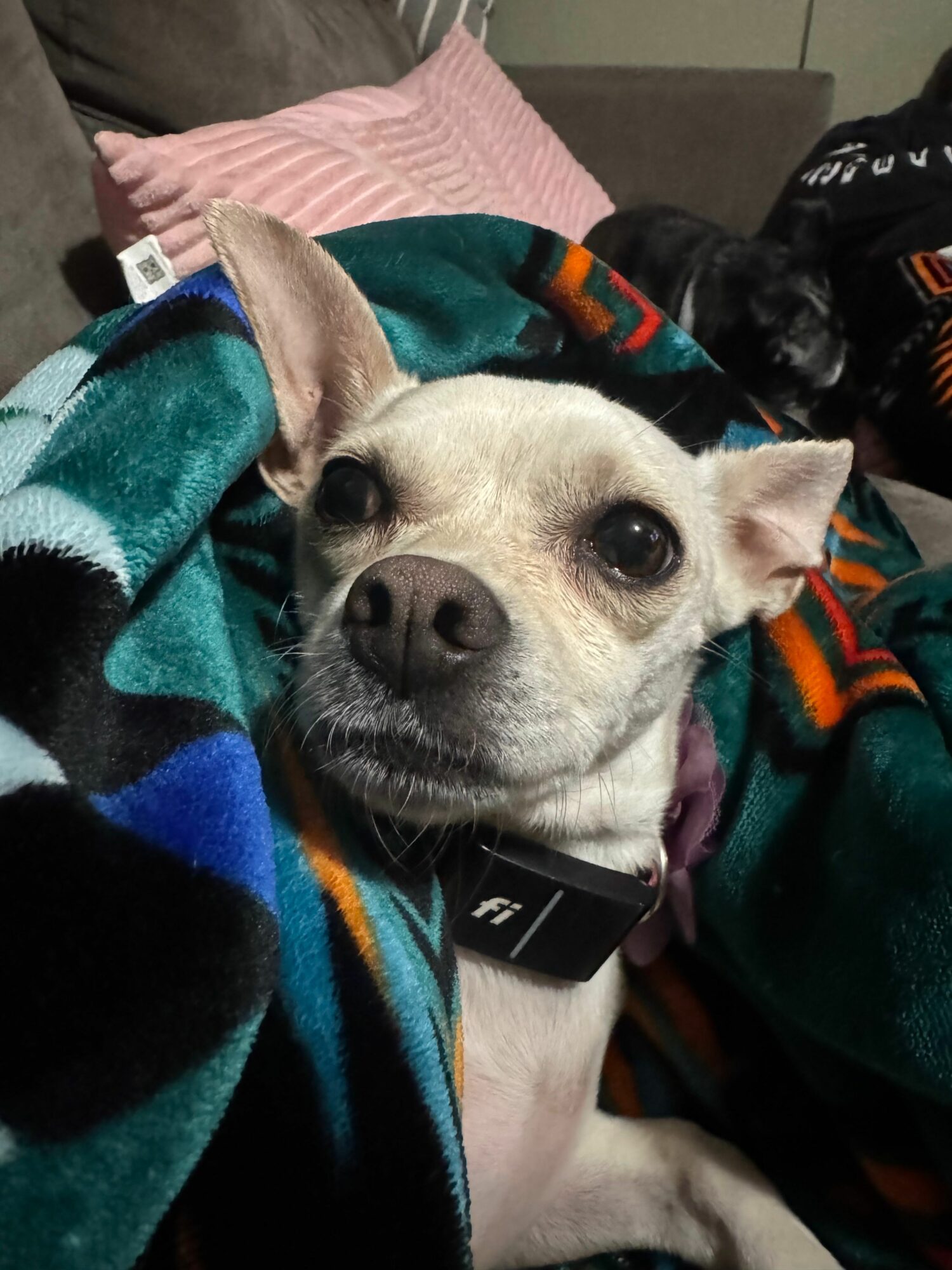 Small dog lying on a blanket, looking at the camera with one eye, wearing a collar, on a couch.