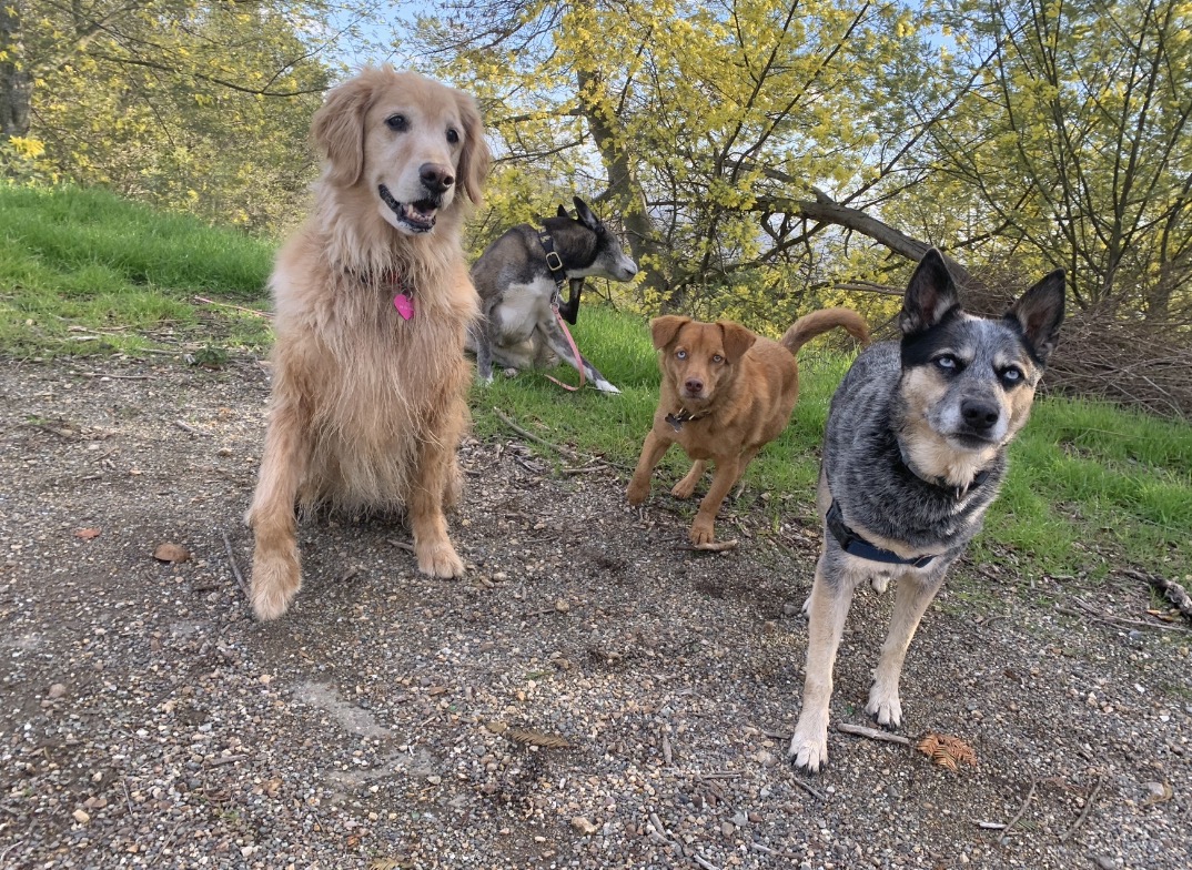 Four dogs outdoors on a dirt path with trees and green grass in the background, one sitting and three standing.