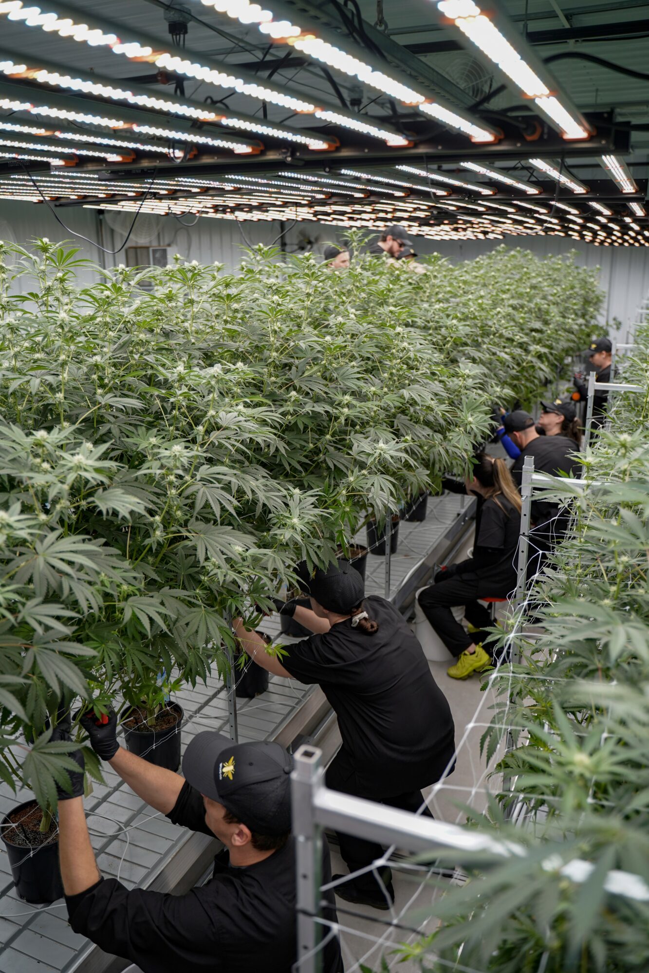 Indoor cannabis cultivation with workers tending to large plants under grow lights, plants in rows, ceiling with lighting fixtures.