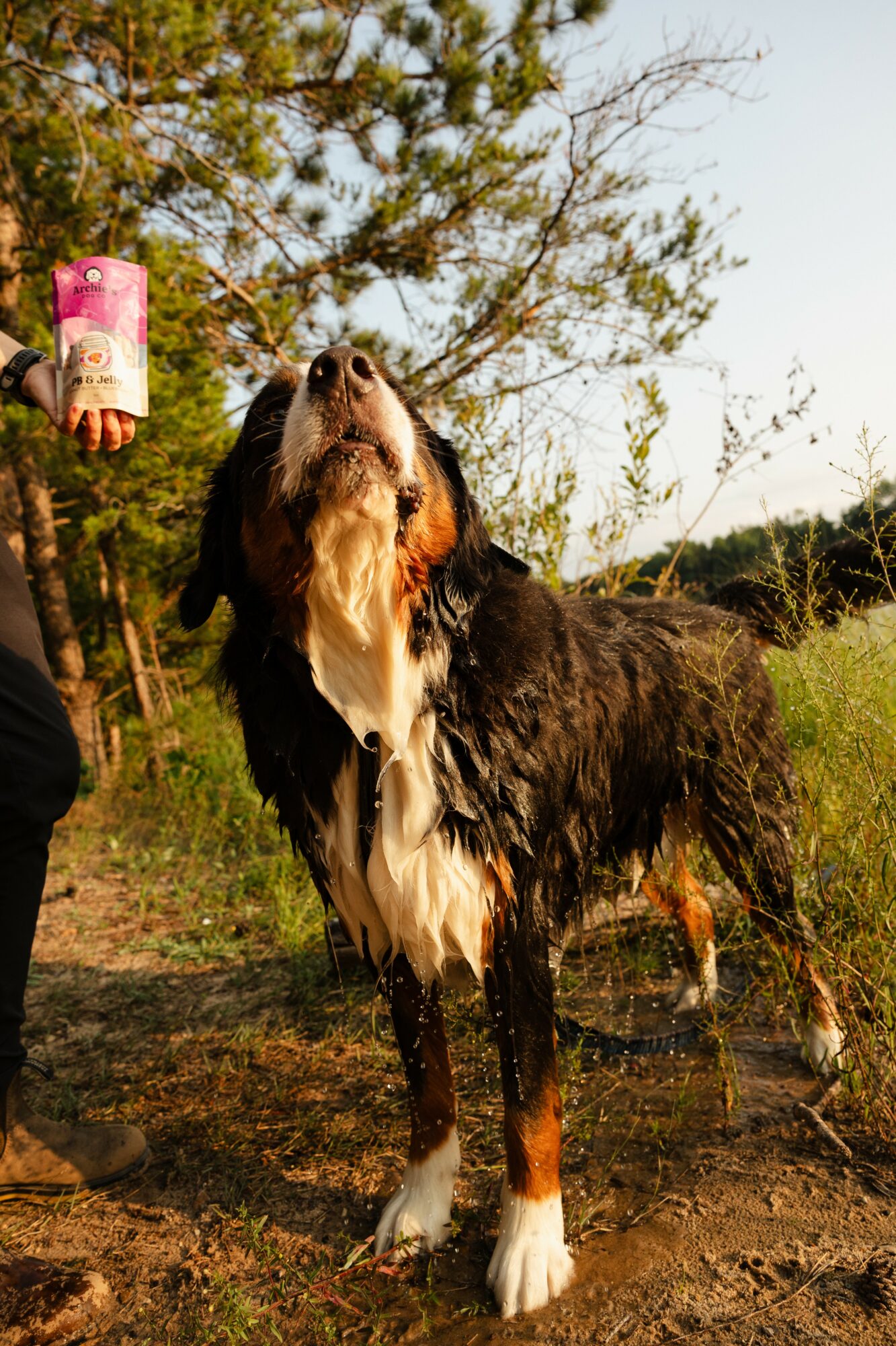 Dog standing outdoors with water on its legs, trees in background, person holding a pink object nearby, sunny day