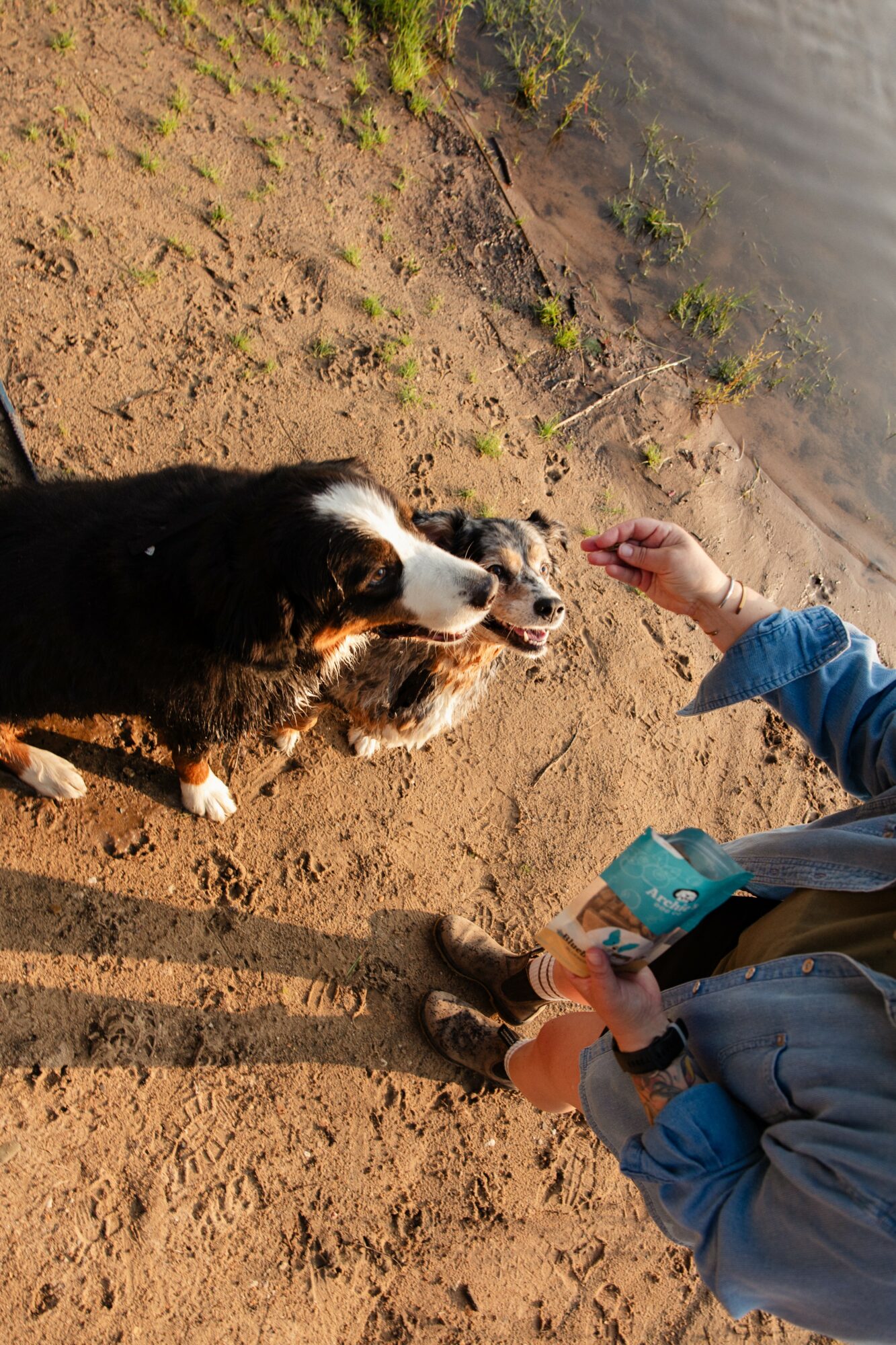 Person in blue jacket feeding two dogs near a body of water on a dirt ground.
