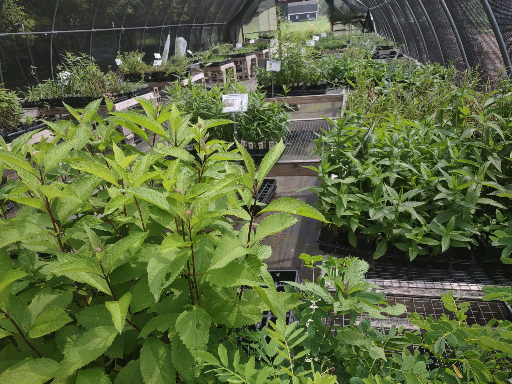 Green leafy plants grow inside a greenhouse with multiple rows and pathways, sunlight filtering through the structure.