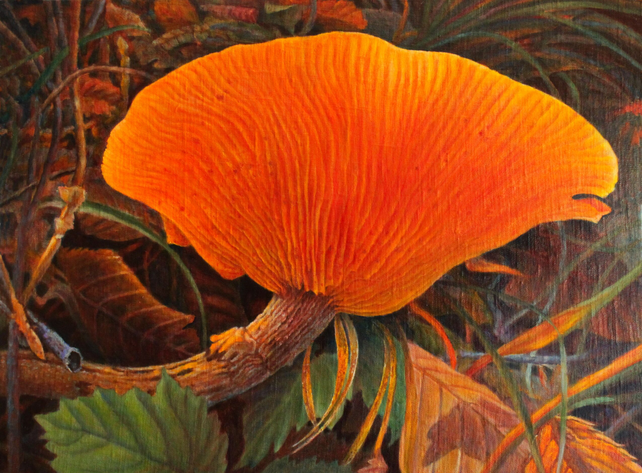 Bright orange mushroom with a curved cap growing among leaves and plants in a forest setting.