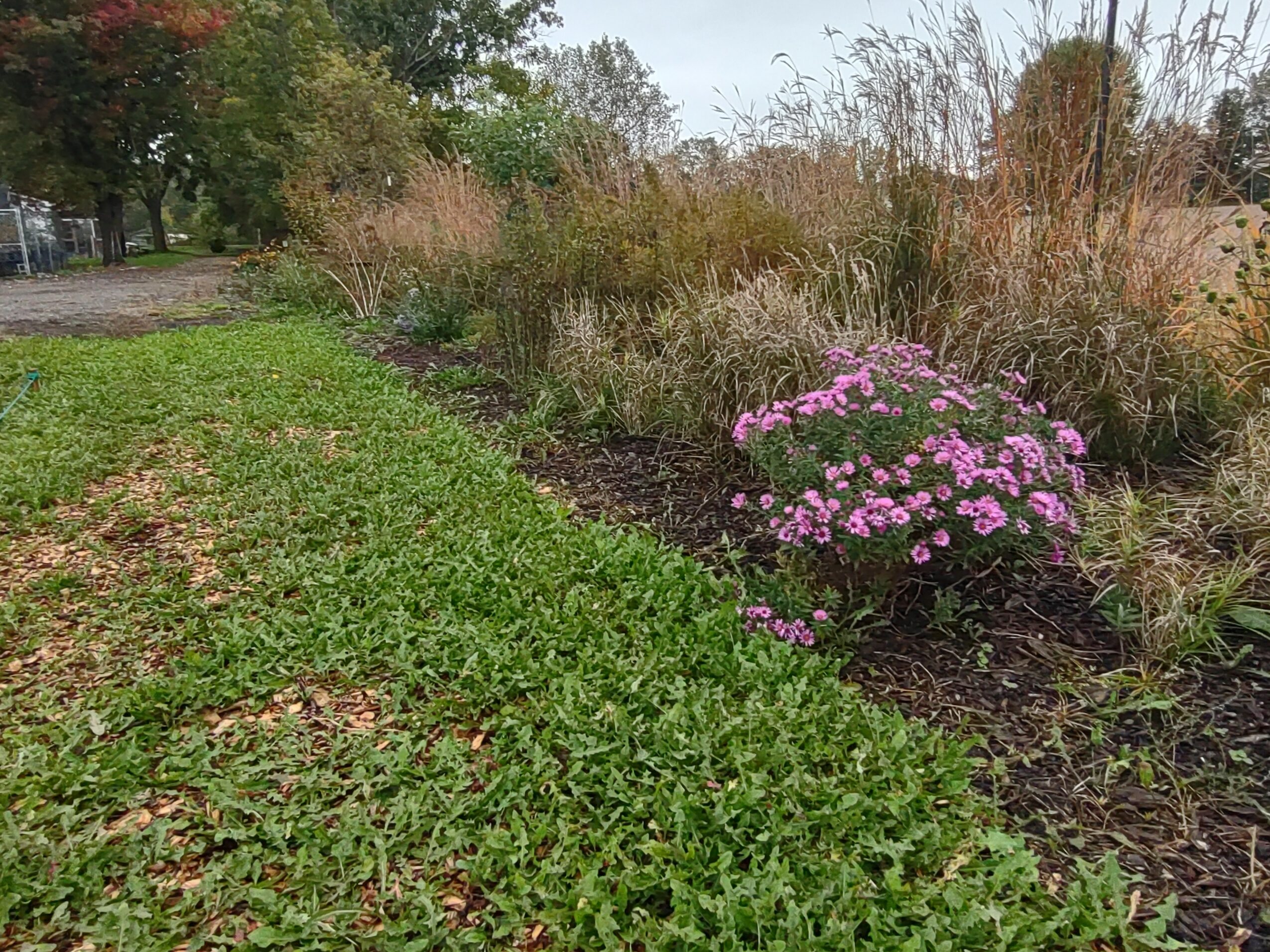 Garden bed with pink flowers and tall grasses, bordered by a green lawn, under a cloudy sky.