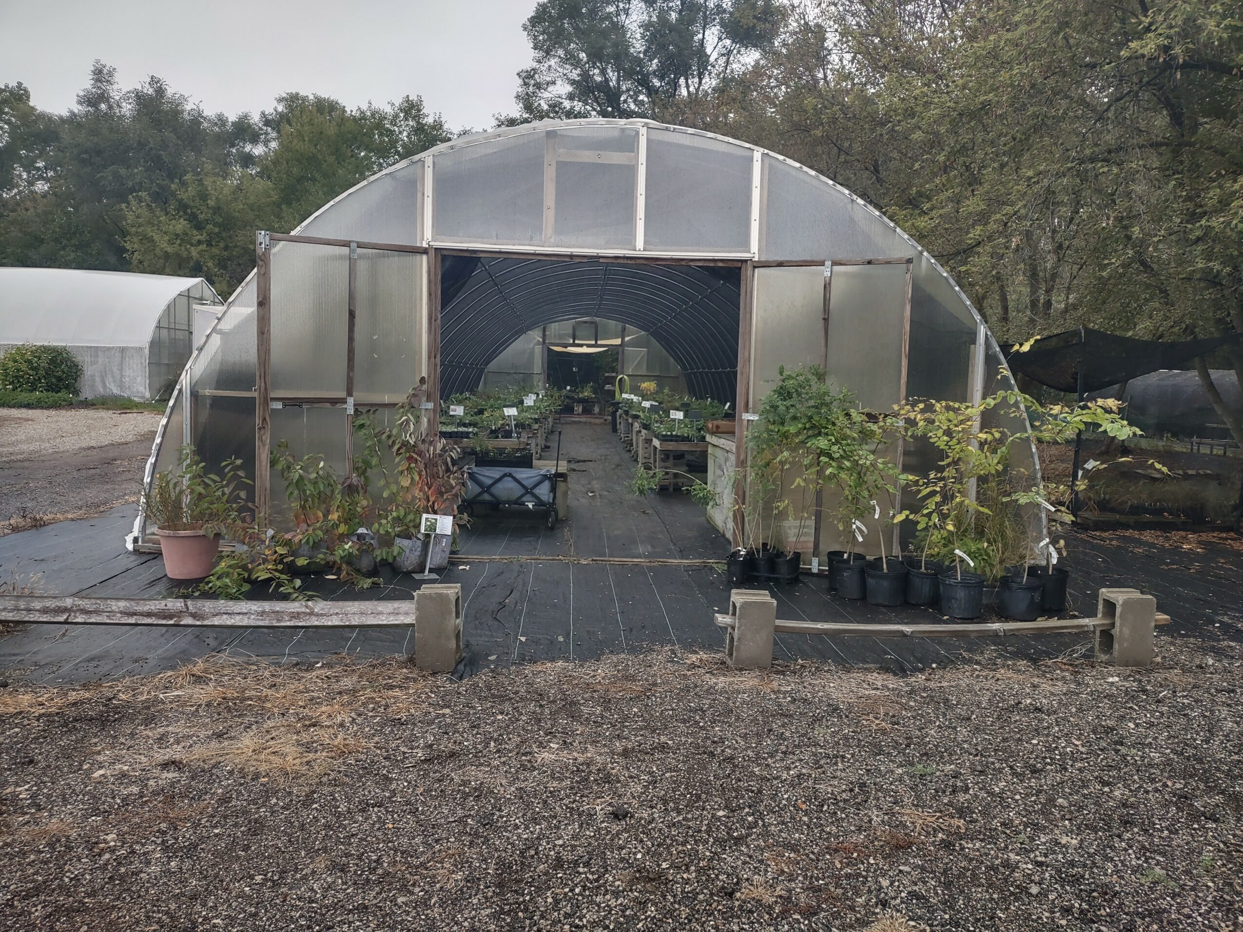 Greenhouse with plants and gardening tools, viewed from the front, with a pathway leading inside, outdoors on a cloudy day.