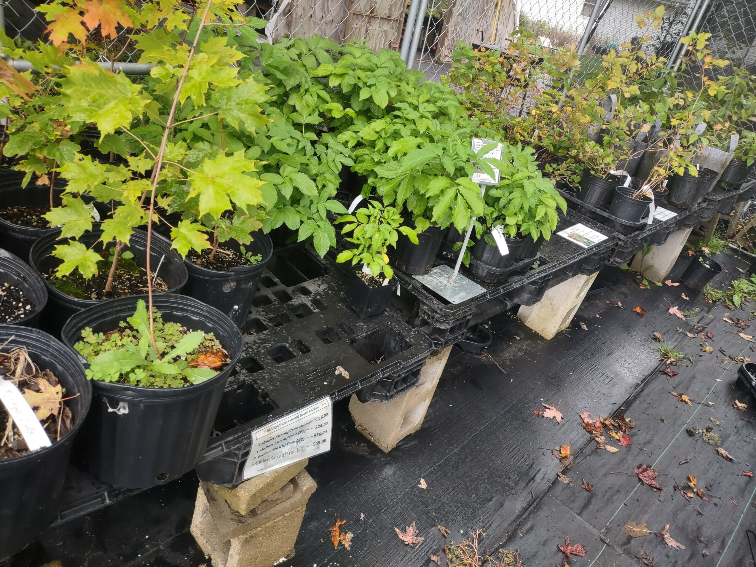 Potted plants with green leaves on a black plastic table in a garden center, with fallen leaves on the ground.