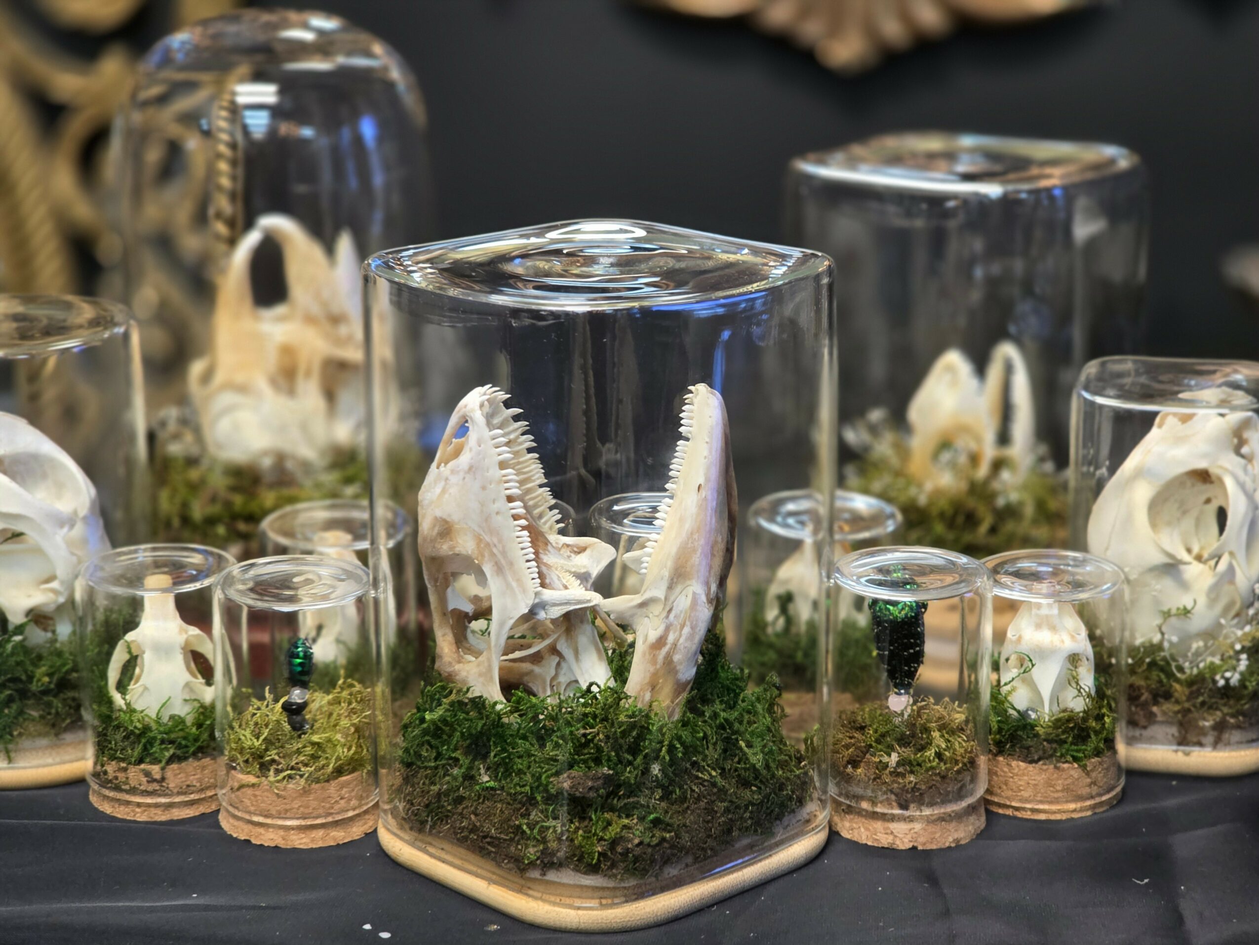 Display of glass jars with animal skulls and bones, some under glass covers, surrounded by moss and small plants.