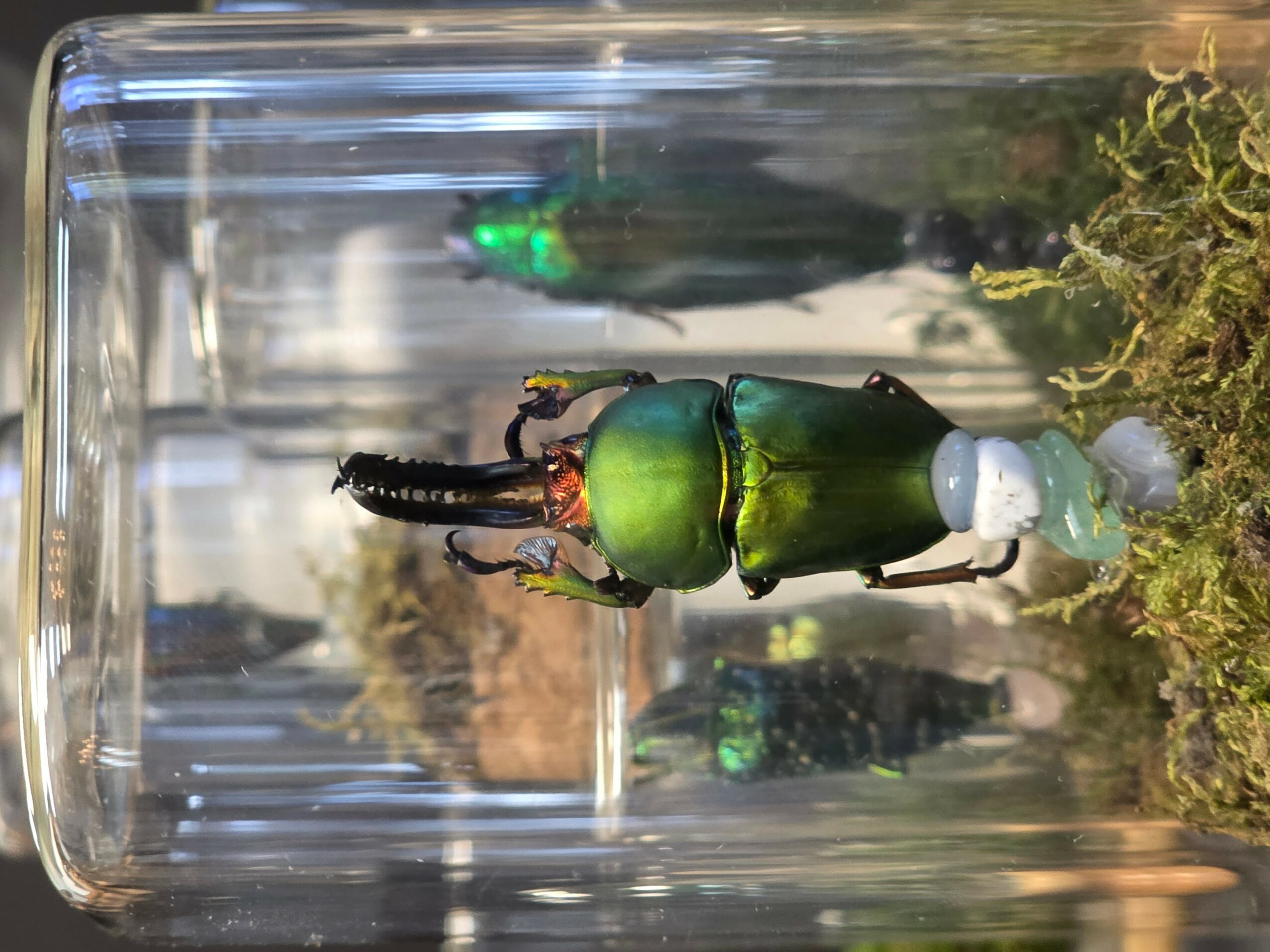 Green beetle with black legs and antennae on a white object inside a glass container with moss, viewed from the side.