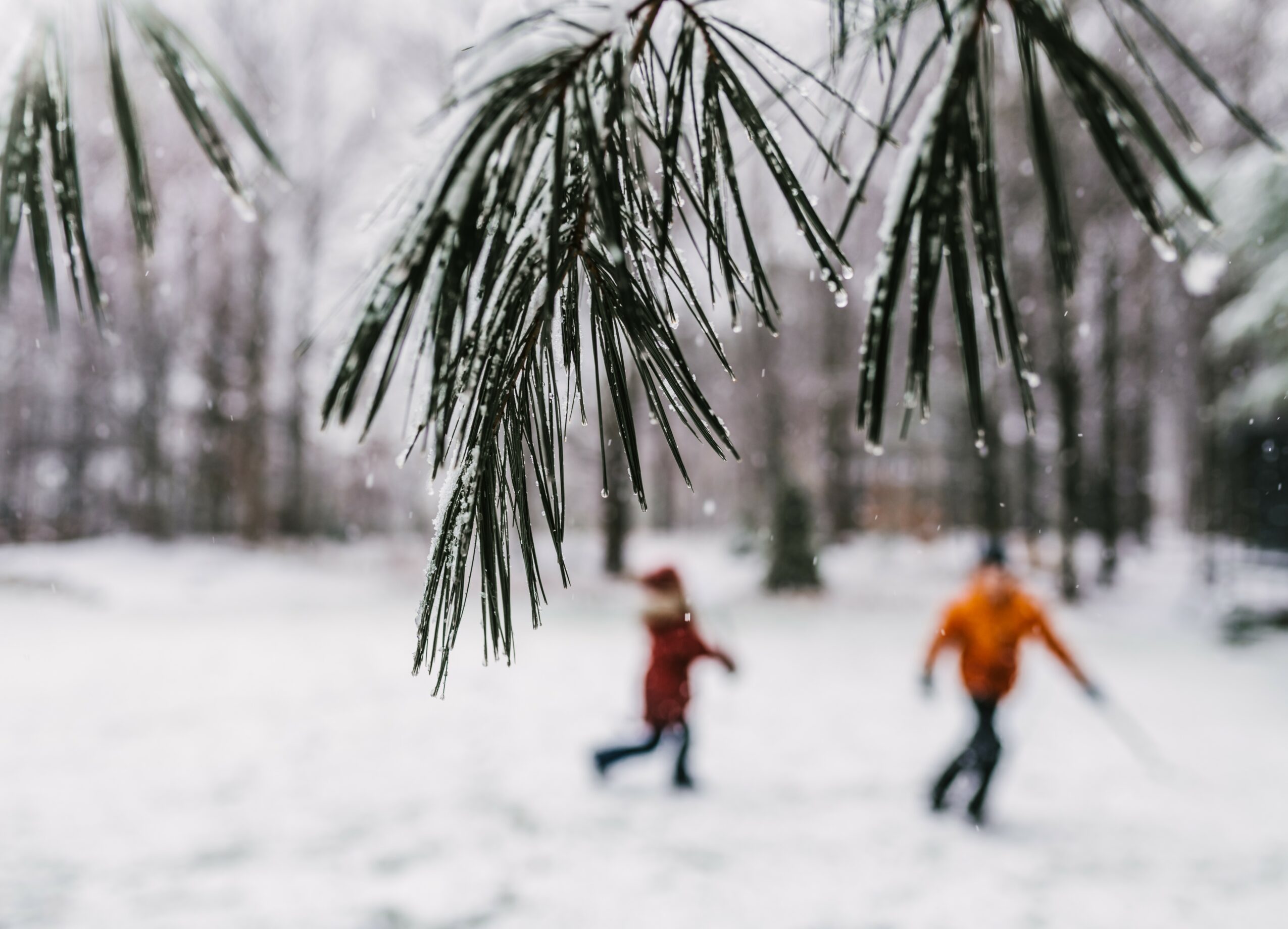 Close-up of snow-covered pine tree branches with two children playing in the snow in the background.